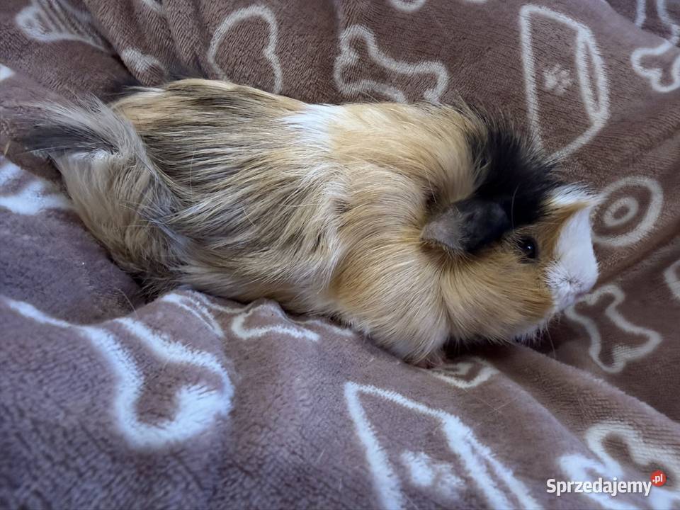 świnka morska cavia domowa SAMICA Koszyce Wielkie