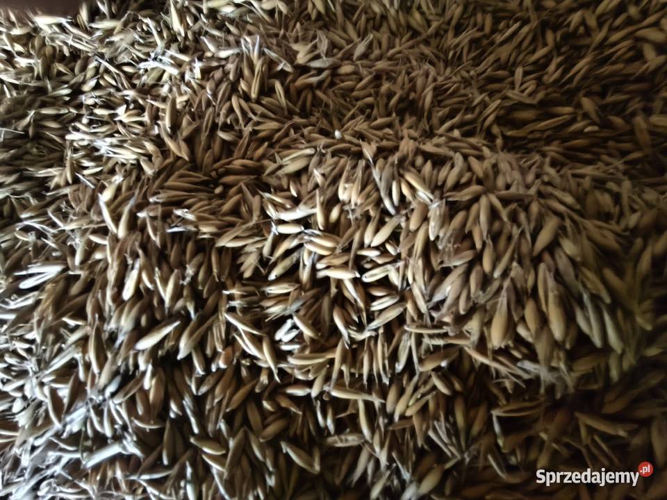 Sprzedam owies Bingo świętokrzyskie Iwaniska