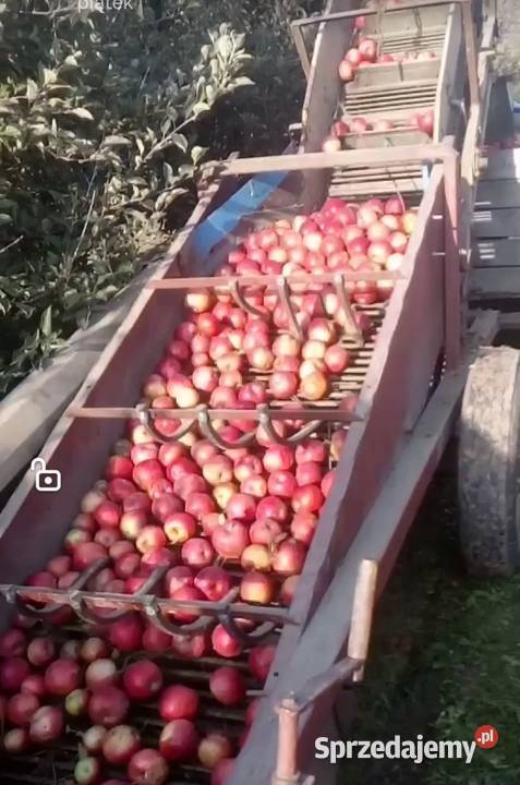 Zbieraczka do cebuli i jabłek przemysłowych Sandomierz
