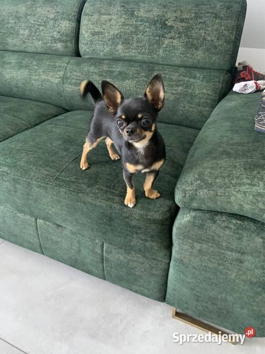 Reproduktor chihuahua gen LILACTAN CZEKOLADOWY