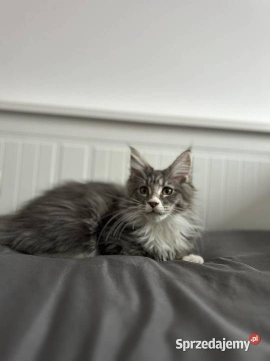 Kotki Maine coon Maine Coon śląskie