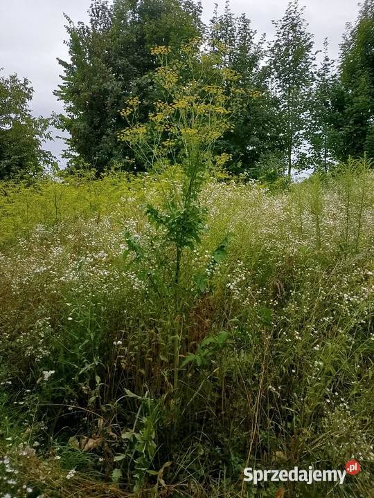 Koszenie wycinki drzew pielęgnacja drzew ogrodów
