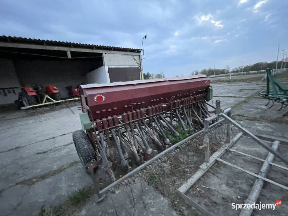 Siewnik poznaniak Zakroczym