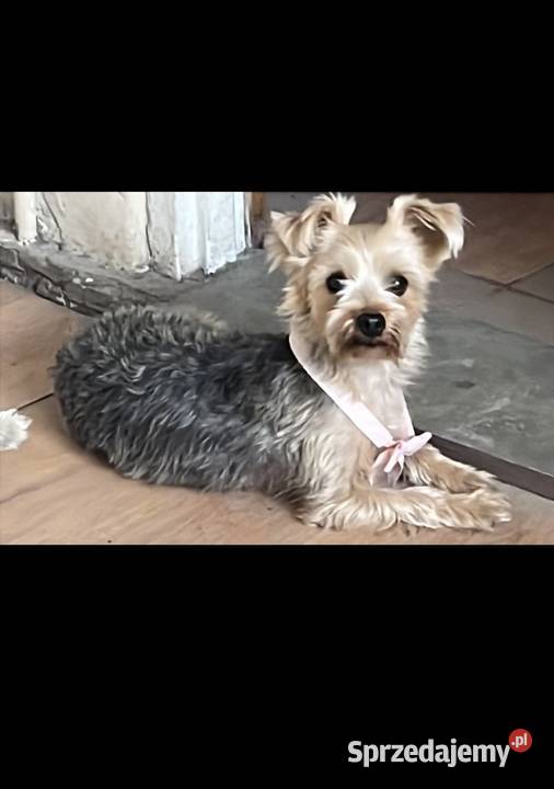 Sprzedam suczkę yorka York pomorskie