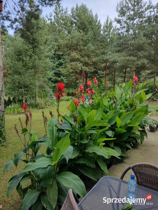 Kanny czerwone Rabatowe Komornica