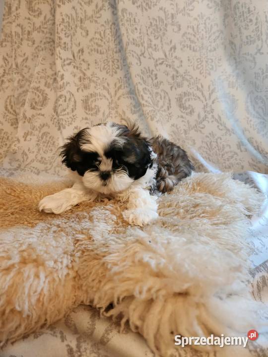 Sprzedam pieski z rodowodem ShihTzu Strzelno