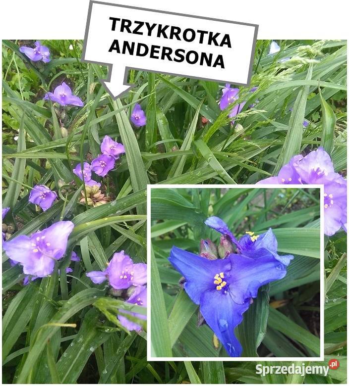 TAWUŁA JAPOŃSKA krzew ozdobny inne roślinyWYSY łódzkie Łódź sprzedam