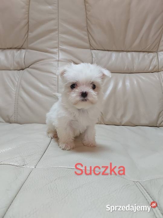 Maltańczyk suczka mini Mycielin