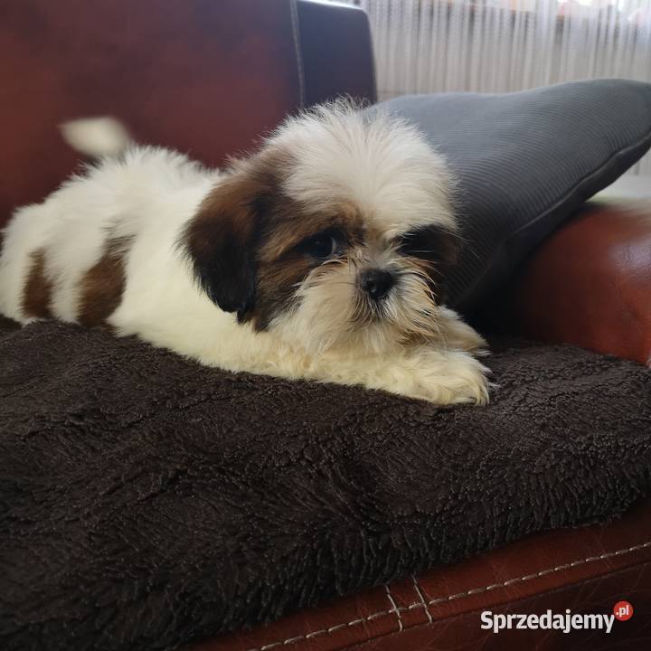 Śliczny PIESEK rasy Shih tzu piękny szczeniaczek