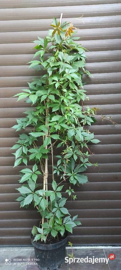 duże krzaczki winobluszczu 200500 Jasieniec