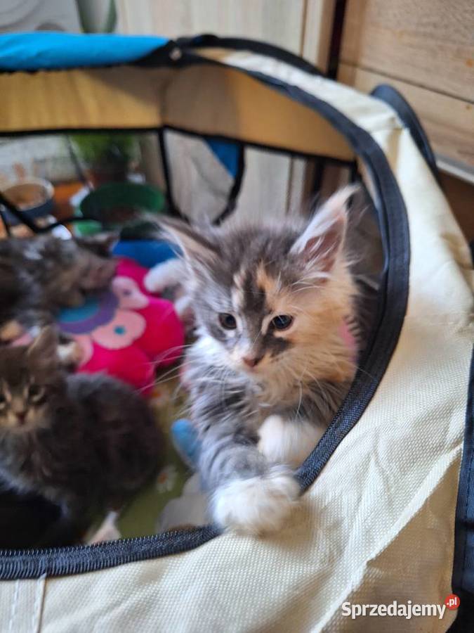 KOTY MAINE COON HODOWLANE Szczecin sprzedam