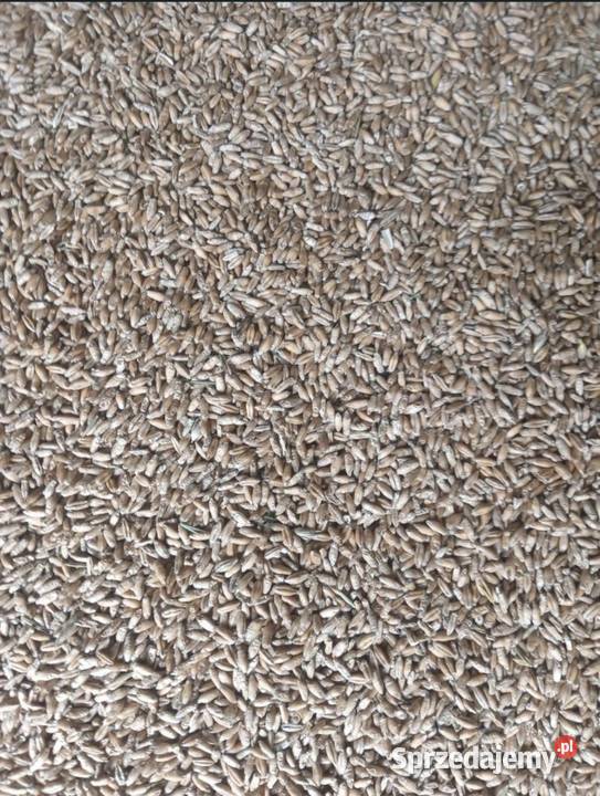 Jęczmień jary adwokat Zboża Chechły