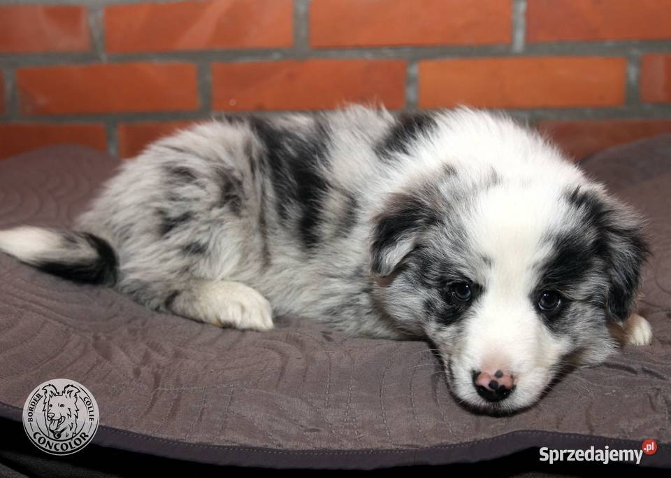 Border Collie coli szczeniak Blue Merle badania