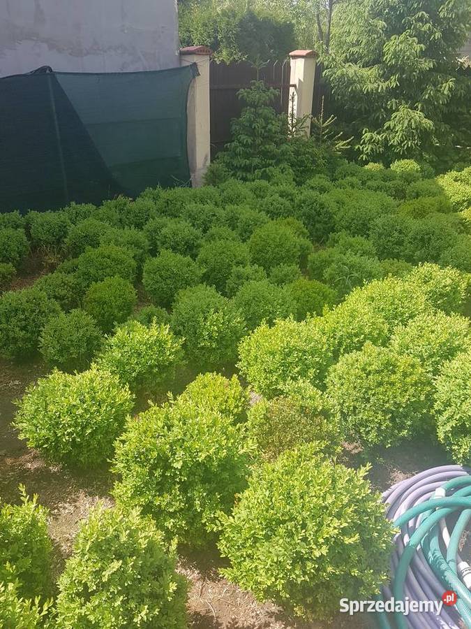 BukszpanBukszpany kule Warszawa