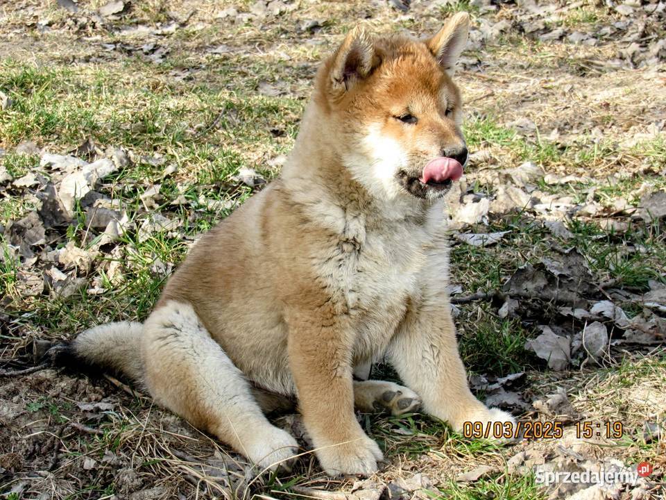 Shiba trzy pieski i suczka wszystkie czerwone lubelskie Bychawka Trzecia