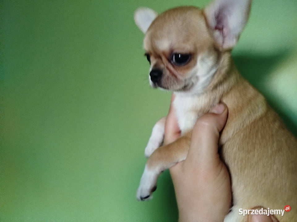 Suczka chihuahua gotowa na zmianę domu wielkopolskie Konin