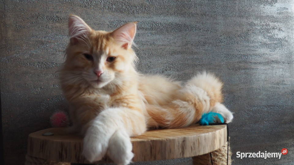 Maine coon z łodzi Zwierzęta