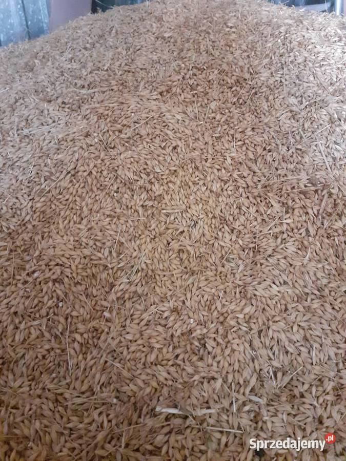 Sprzedam Jęczmień ozimy Koszyce