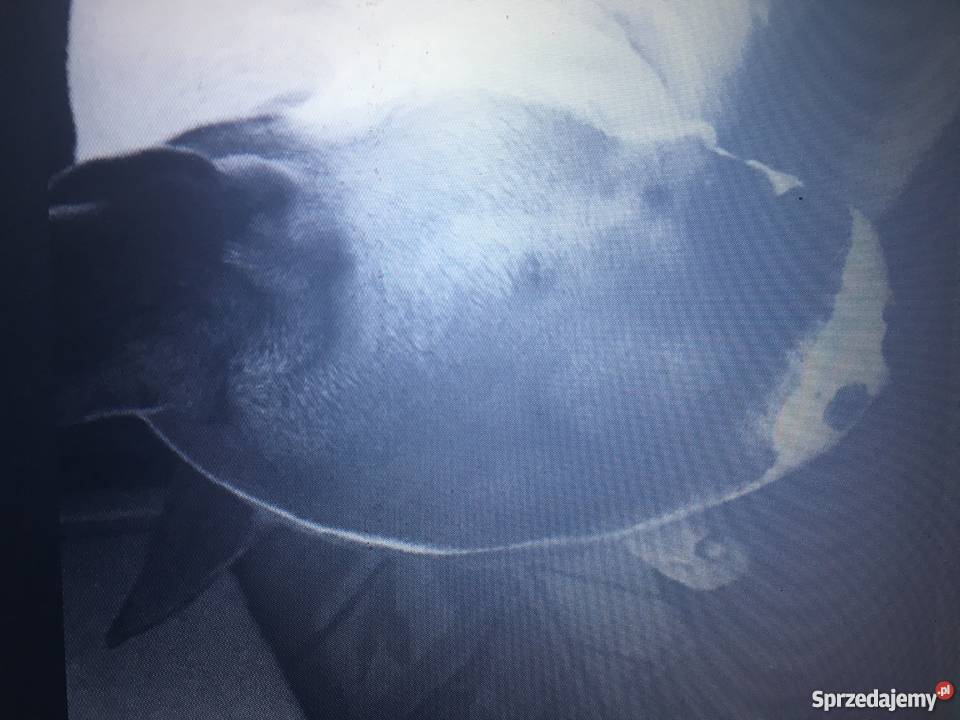 Bulterier standard zkwpfci pies 25 letni Zwierzęta