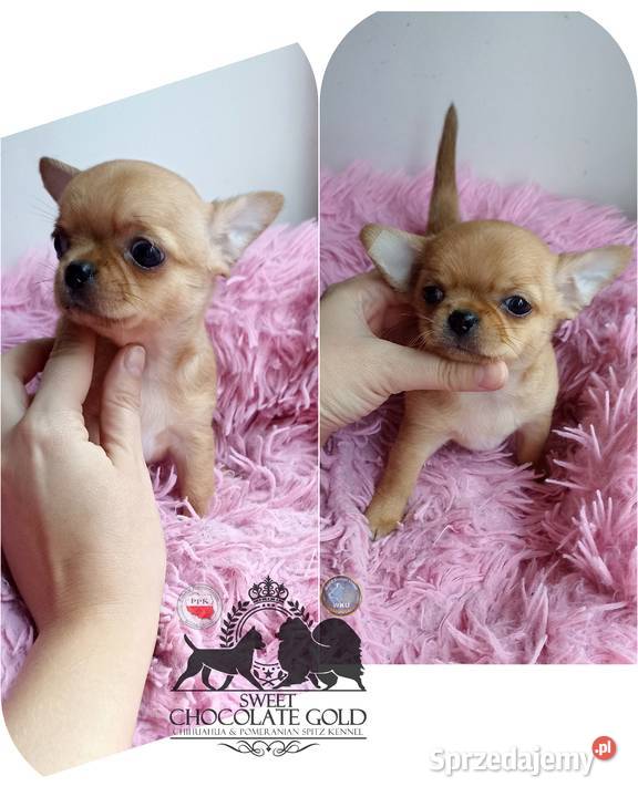 Chihuahua mikro sunia beżowa krótkowłosa pełny sprzedam