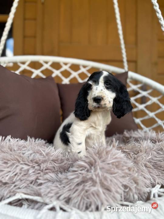Piękny piesek Cocker Spaniel Angielski z mazowieckie Warszawa