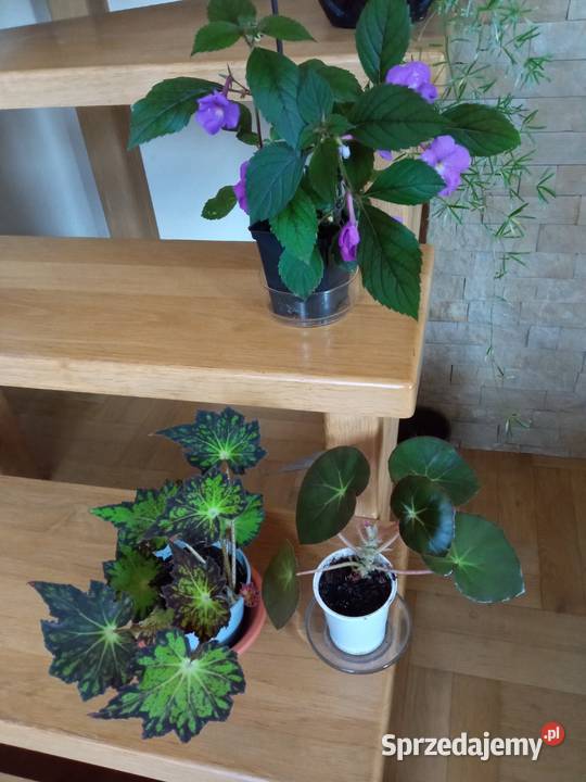 Achimenessadzonki Białystok