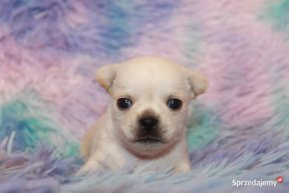 Chihuahua długowłosy chłopiec ZKwP FCI Prawdziwy Świnoujście