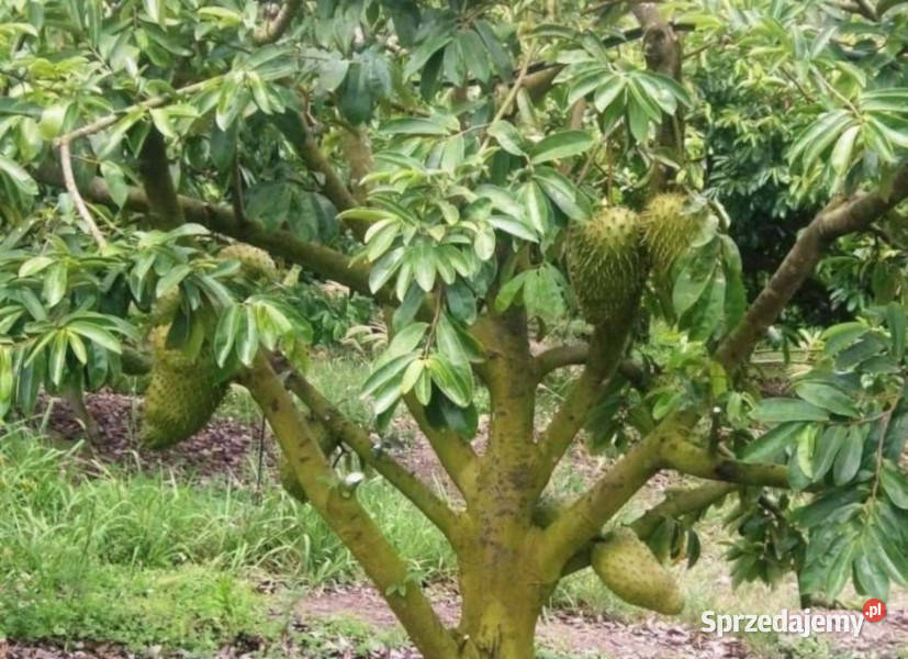 FLASZOWIEC MIĘKKOCIERNISTY Annona muricata