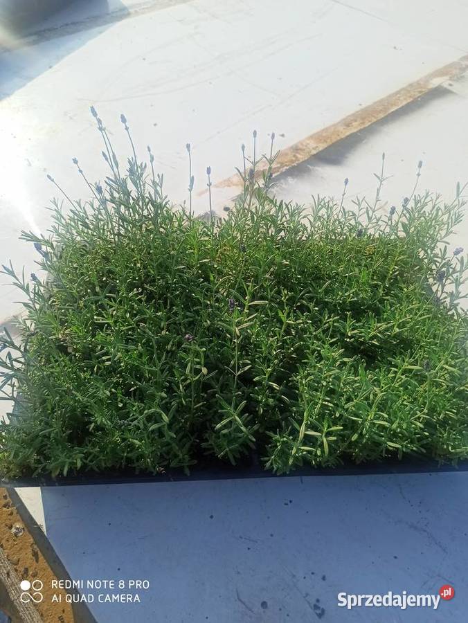 Lawenda lawendula angustifolia sadzonka mazowieckie sprzedam