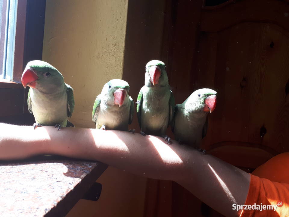Aleksandretta WIELKA Psittacula eupatria 4 z wielkopolskie Rawicz