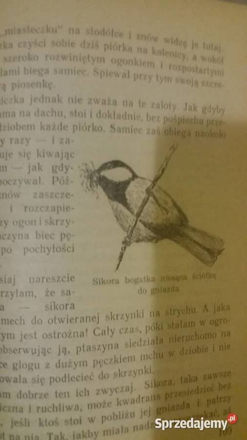Ptasie miasteczko książki ładne dziecięce Warszawa