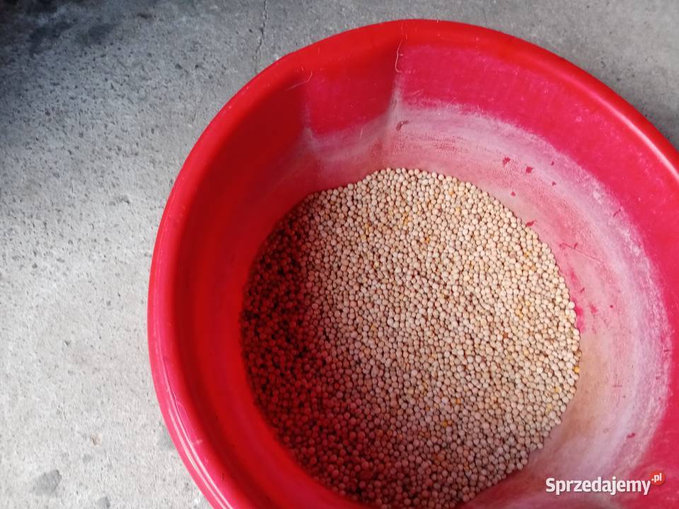 Groszek siewny Leśne Chałupy sprzedam