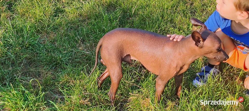 Nagi pies meksykański Radomsko