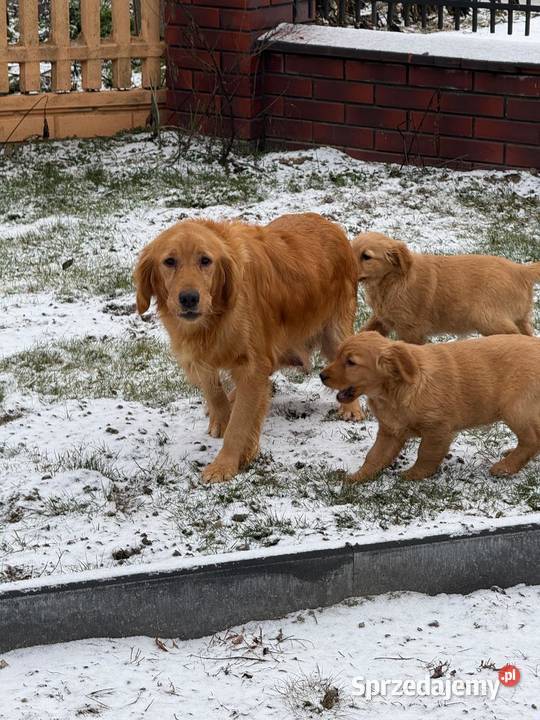 Suczki Golden retriever Kielce