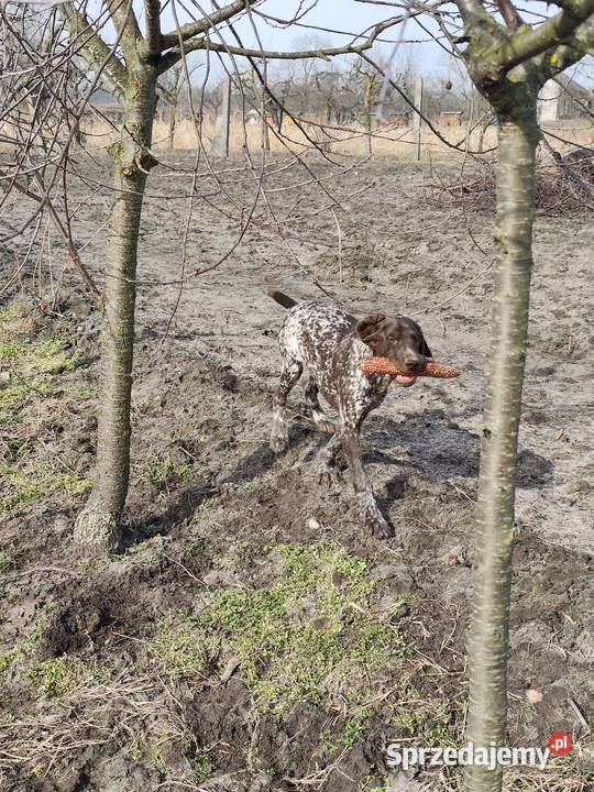 Wyżeł Niemiecki Krótkowłosy Łuków