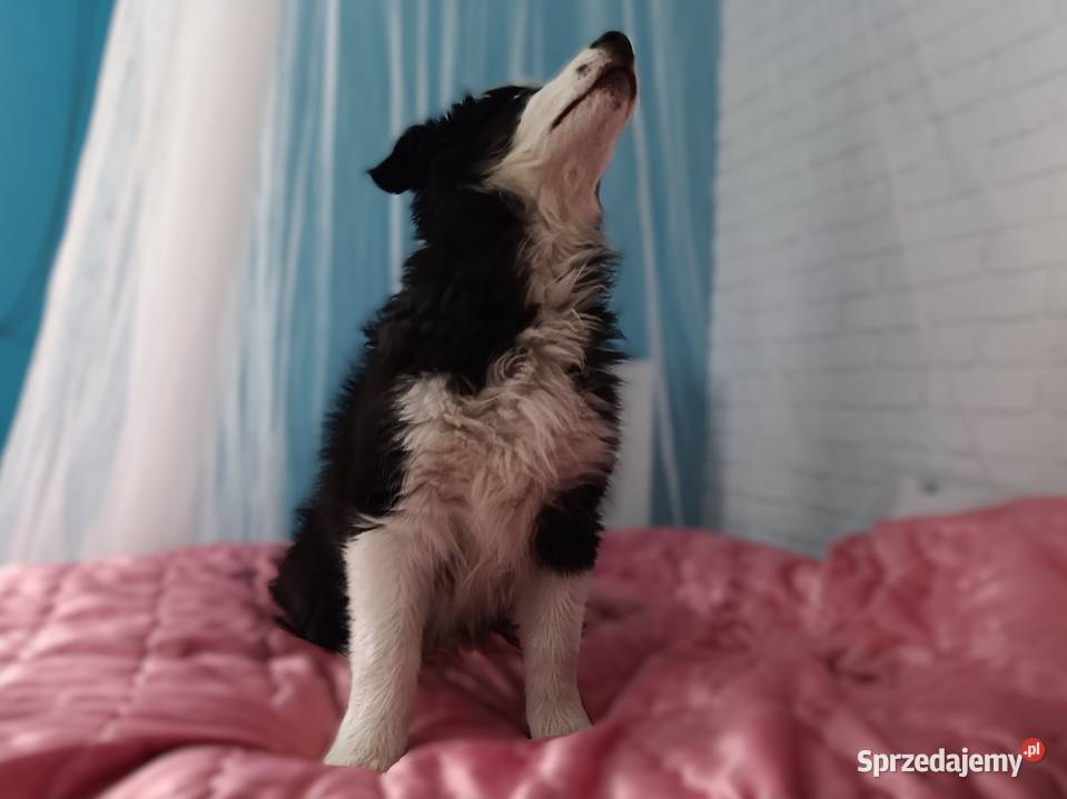 szczeniak pies BORDER COLLIE czarnobiały Skołyszyn