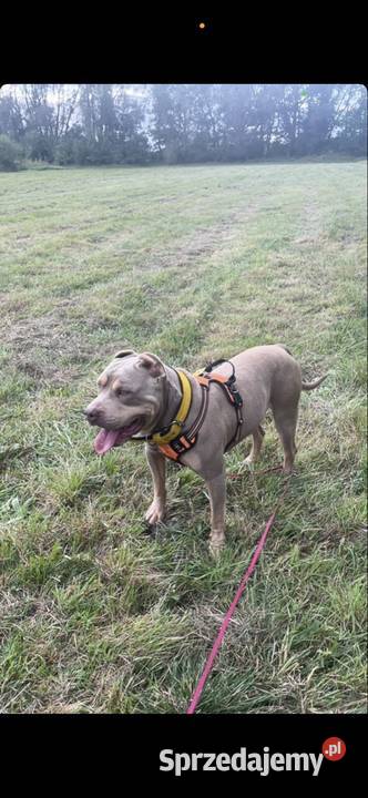 Reproduktor American Bully dolnośląskie Bielawa