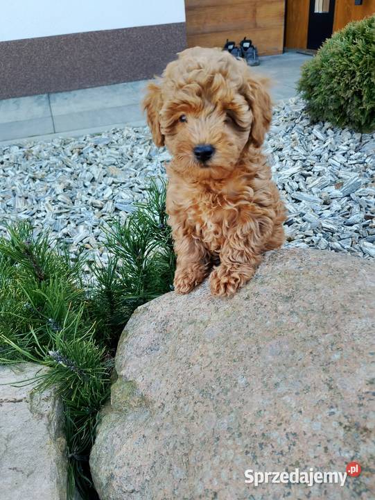 Cudowne Pudle Toy Red sprzedam