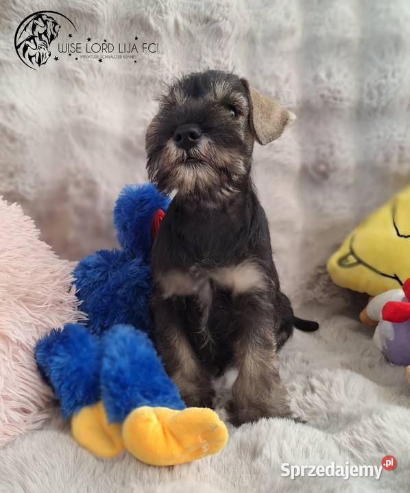 Sznaucer miniaturowy pieprz I sól rodowód Stargard