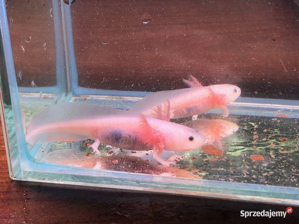 Aksolotl Ambysoma Mexicanum Salamandra Ryby Justynów