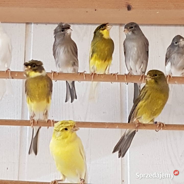 Kanarki śpiewajace slavujary Ptaki Ciechanów