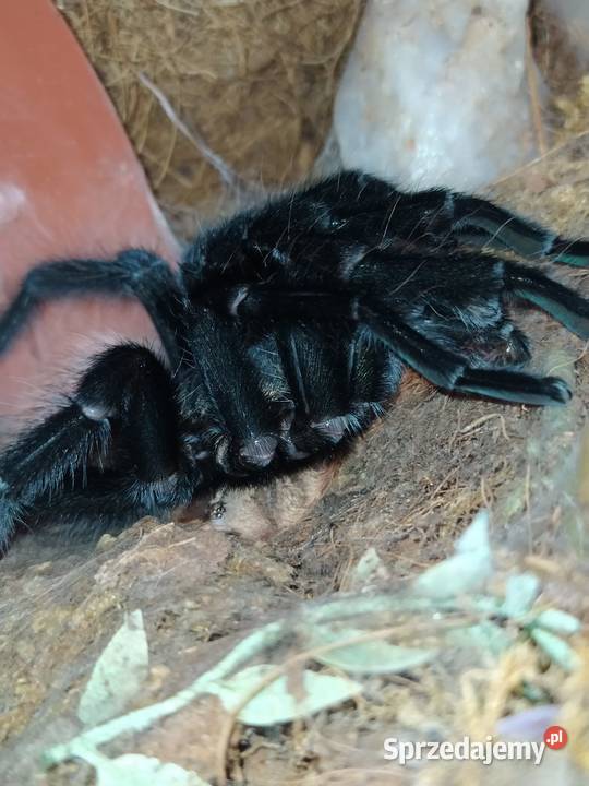 Aphonopelma anax dorosły świeży samiec