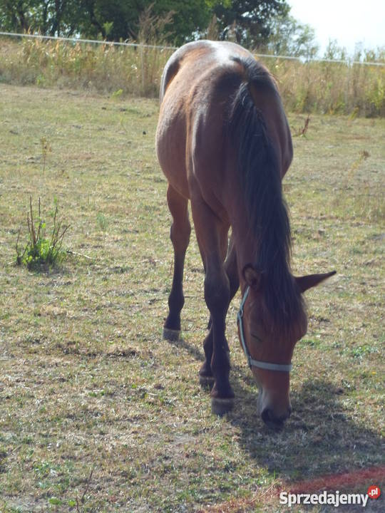 koń huculski Łódź
