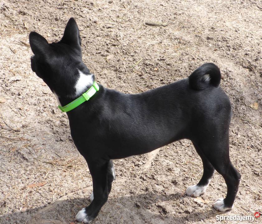 Szczenięta Basenji TEDI Z GREMLINKOWA sprzedam
