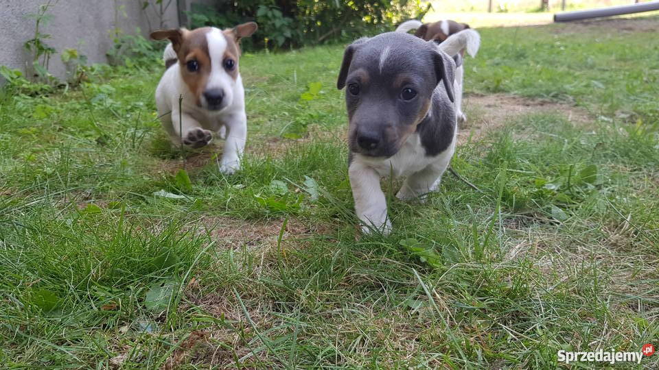 Szczeniaki Jack Russel Terrier Kolonia Wierzchowisko