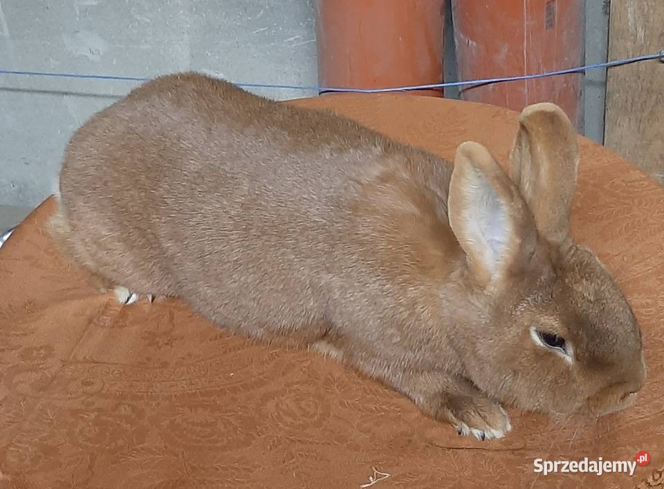 Samica z młodymi nowozelandzki czerwony Turobin