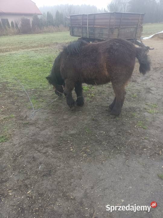 Konie Kucyk Konie Łapy