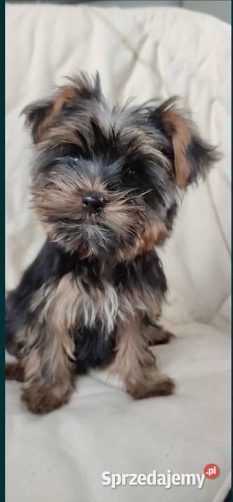 Yorkshire terrier York Psary Małe