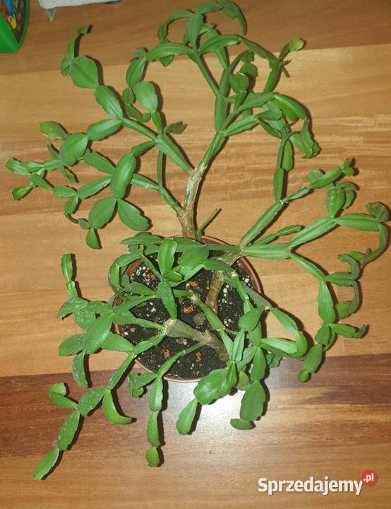 Grudnik wielkanocnik stara odmiana rozpiętość Warszawa