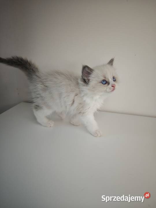 Ragdoll Kocięta Kołaków